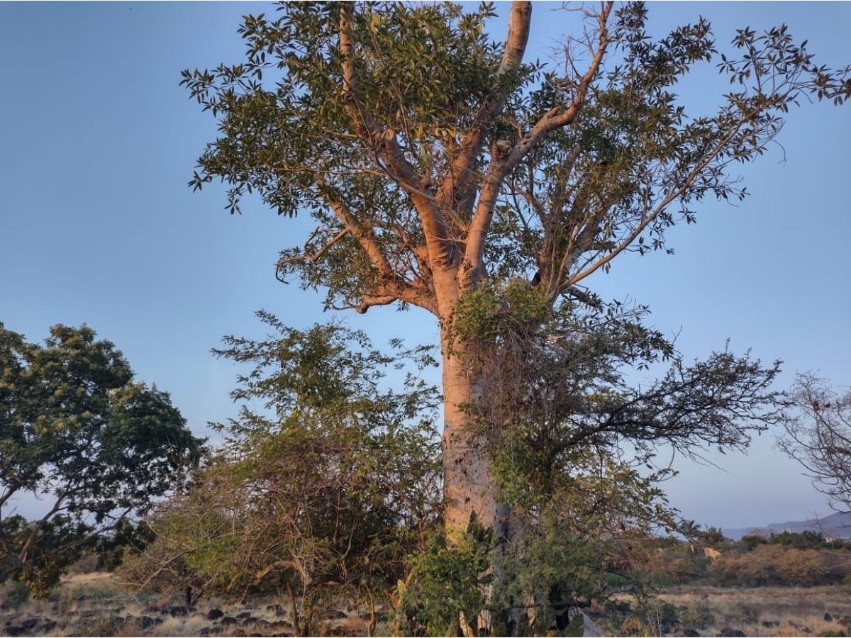 Terreno en venta en Chiconcuac, Xochitepec — foto 1 de 9