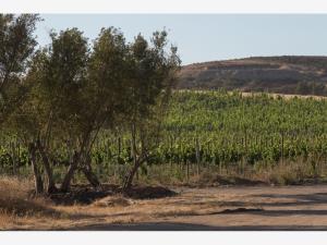 Terreno en venta en Francisco Zarco (Valle de Guadalupe), Ensenada — foto 2 de 7