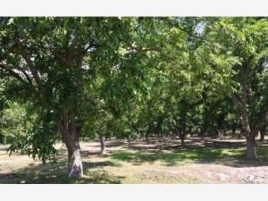 Terreno en venta en Viñedos del Márquez, Parras — foto 2 de 4