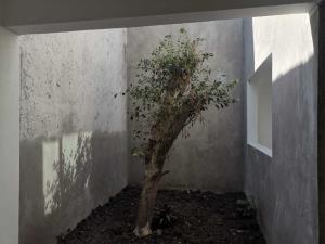 Casa en venta en Plan de Ayala, Cuautla — foto 3 de 12