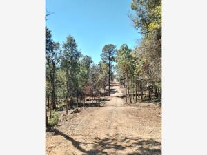Terreno en venta en Maria Auxiliadora, San Cristóbal de las Casas — foto 2 de 14