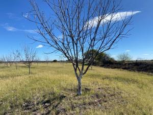 Terreno en venta en Concordia (La Rosita), San Pedro — foto 2 de 5