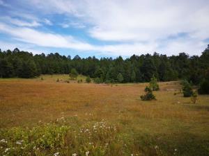 Terreno en venta en El Salto Centro, Pueblo Nuevo — foto 3 de 11