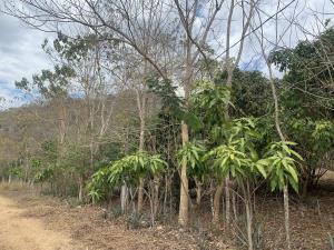 Terreno en venta en Emiliano Zapata, Tuxtla Gutiérrez — foto 2 de 16