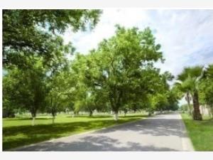 Terreno en venta en San Armando, Torreón — foto 3 de 8