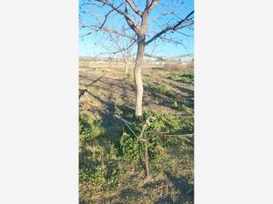 Terreno en venta en Las Palmeras, Parras — foto 3 de 6