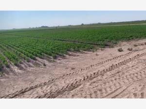 Terreno en venta en Vega Larga, San Pedro — foto 2 de 6
