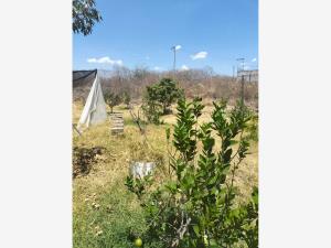 Terreno en venta en Amates de Oaxtepec, Yautepec — foto 2 de 5