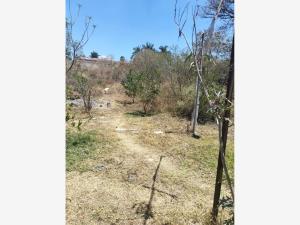 Terreno en venta en Amates de Oaxtepec, Yautepec — foto 3 de 5