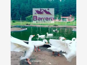 Terreno en venta en Mineral del Monte Centro, Mineral del Monte — foto 3 de 12