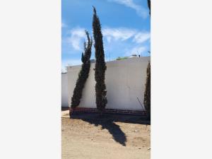 Terreno en venta en Adolfo Ruiz Cortinez, Guasave — foto 3 de 21