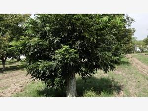 Finca-Rancho en venta en Lindavista, San Buenaventura — foto 2 de 12