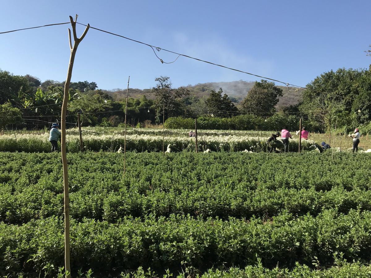 Terreno en venta en Tetecala, Tetecala — foto 1 de 20
