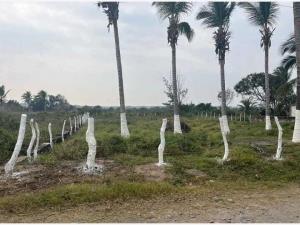 Terreno en venta en El Zapote, Alvarado — foto 3 de 9