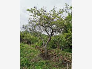Terreno en venta en Chichco (Chisco), Tepoztlán — foto 2 de 5