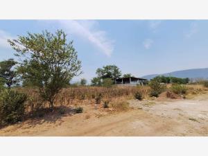 Terreno en venta en Patria, El Grullo — foto 2 de 5