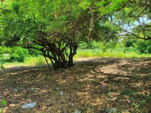 Terreno en venta en Puerto Arista, Tonalá — foto 3 de 5