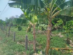 Terreno en venta en Saloya 2da. Sección, Nacajuca — foto 3 de 5