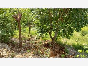 Terreno en venta en Adolfo Lopez Mateos, Papantla — foto 2 de 9