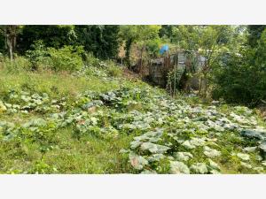 Terreno en venta en Adolfo Lopez Mateos, Papantla — foto 3 de 9