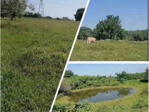Terreno en venta en Emiliano Zapata (la Bomba), Tihuatlán, Veracruz de Ignacio de la Llave