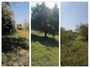Terreno en venta en Emiliano Zapata (la Bomba), Tihuatlán — foto 3 de 3