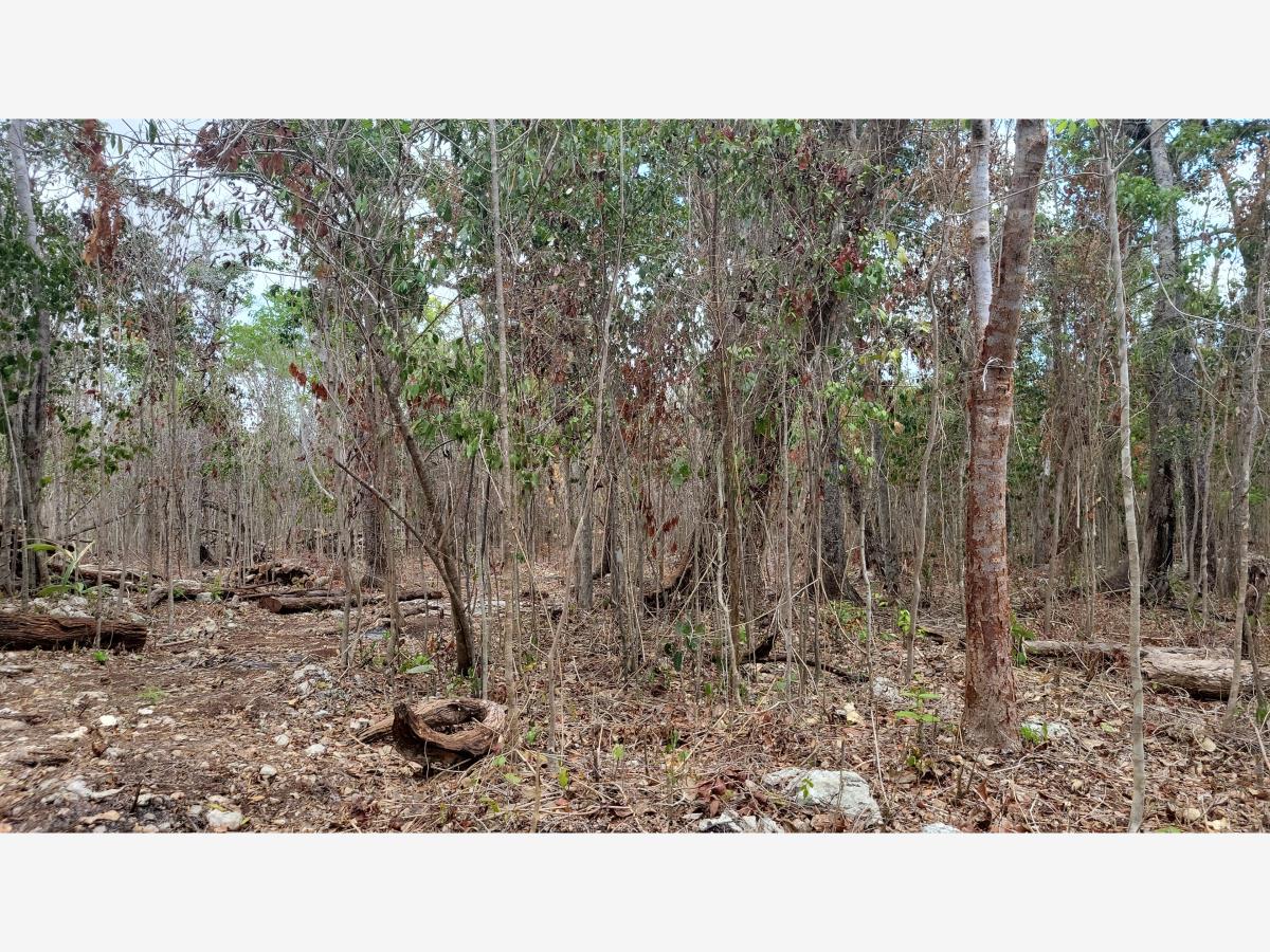 Terreno en venta en Natura Playa del Carmen, Solidaridad — foto 1 de 13