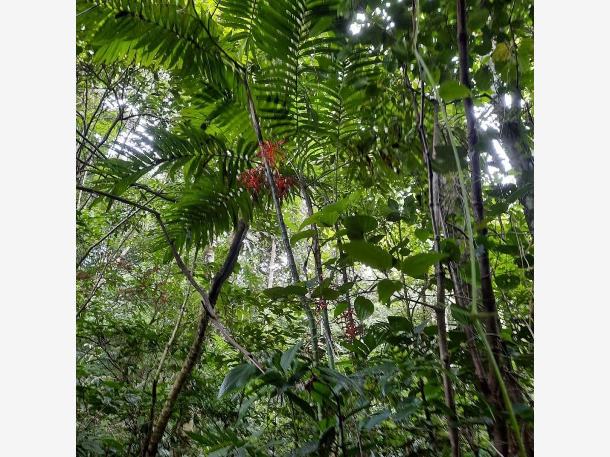 Terreno en venta en San Pedro, Tuxtla Gutiérrez — foto 1 de 3