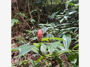 Terreno en venta en San Pedro, Tuxtla Gutiérrez — foto 3 de 3