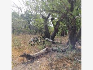 Terreno en venta en Huaquechula, Huaquechula — foto 3 de 12