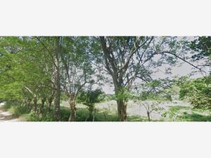 Finca-Rancho en venta en Ceiba 1ra Sección (Jahuactal), Cunduacán — foto 2 de 12