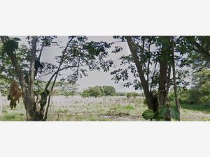 Finca-Rancho en venta en Ceiba 1ra Sección (Jahuactal), Cunduacán — foto 3 de 12