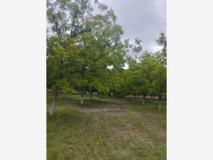 Terreno en venta en Ojo de Agua, Parras — foto 2 de 3