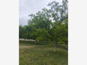 Terreno en venta en Ojo de Agua, Parras — foto 3 de 3