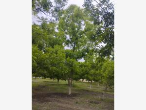 Terreno en venta en Ojo de Agua, Parras — foto 2 de 6