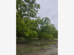 Terreno en venta en Ojo de Agua, Parras — foto 3 de 6
