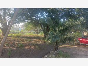 Terreno en venta en Tejeria, Veracruz — foto 2 de 3
