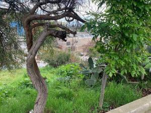 Terreno en venta en Valle del Rubí Sección Terrazas, Tijuana — foto 3 de 20