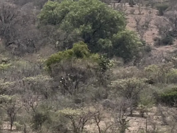 Terreno en venta en Cañadas del Bosque, Morelia — foto 3 de 8