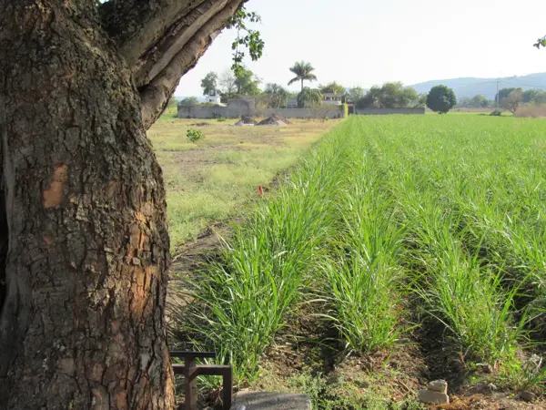 Terreno en venta en Tabachines, Yautepec — foto 3 de 9