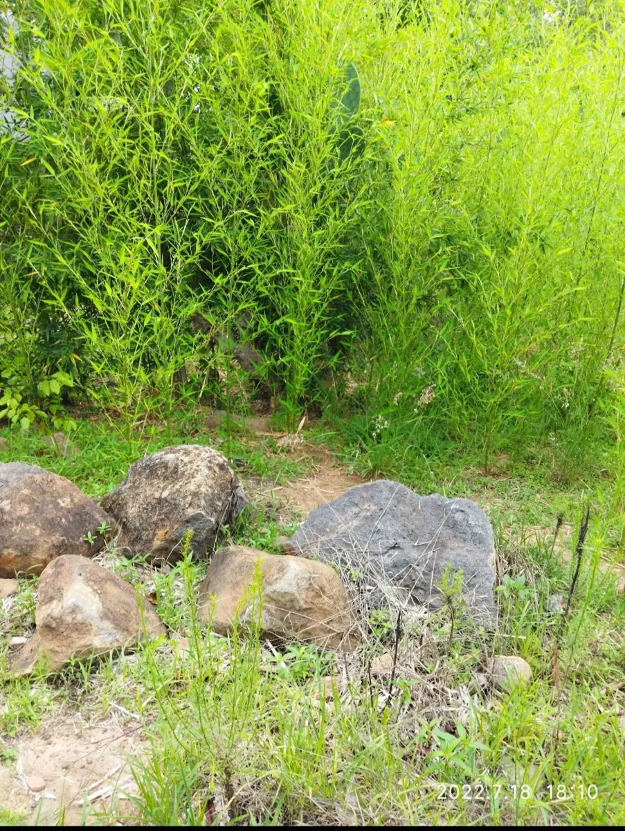 Terreno en venta en El Lencero, Emiliano Zapata — foto 1 de 7
