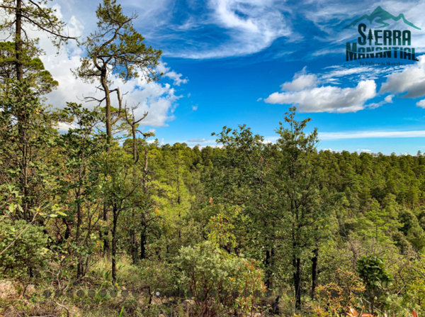 Terreno en venta en Echeverría de la Sierra, Durango, Durango