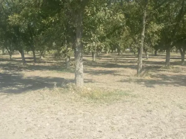 Terreno en venta en Tlahualilo de Zaragoza Centro, Tlahualilo — foto 3 de 5