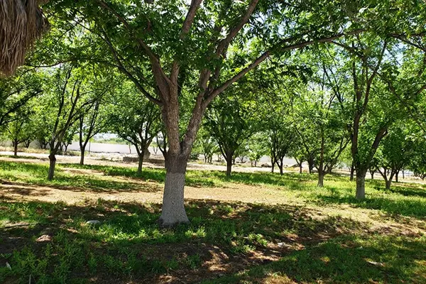 Terreno en venta en La Joya, Arteaga — foto 2 de 4
