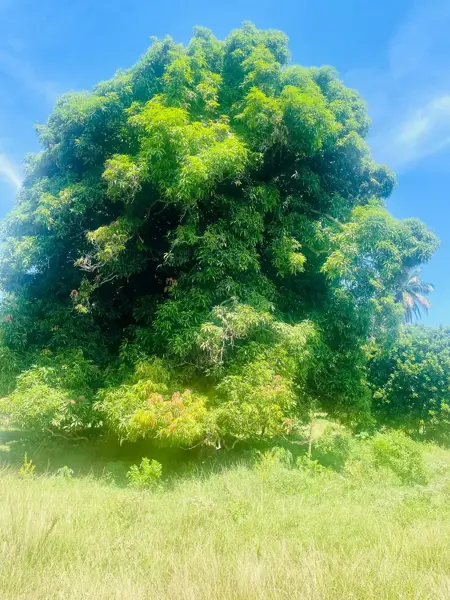 Finca-Rancho en venta en Los Médanos de Buena Vista, Alvarado — foto 2 de 9