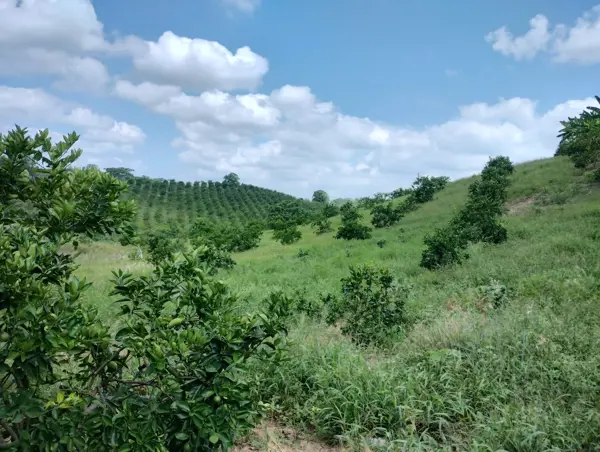 Terreno en venta en San Nicolás, Tihuatlán, Veracruz de Ignacio de la Llave