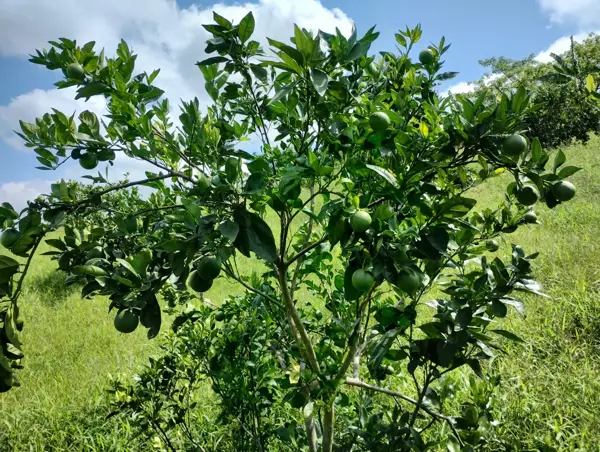Terreno en venta en San Nicolás, Tihuatlán — foto 2 de 6