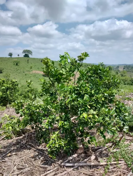 Terreno en venta en San Nicolás, Tihuatlán — foto 3 de 6