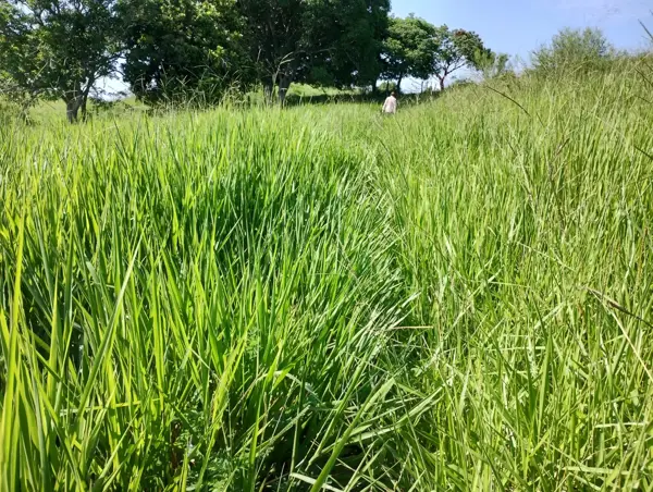 Terreno en venta en San Nicolás, Tihuatlán — foto 3 de 3