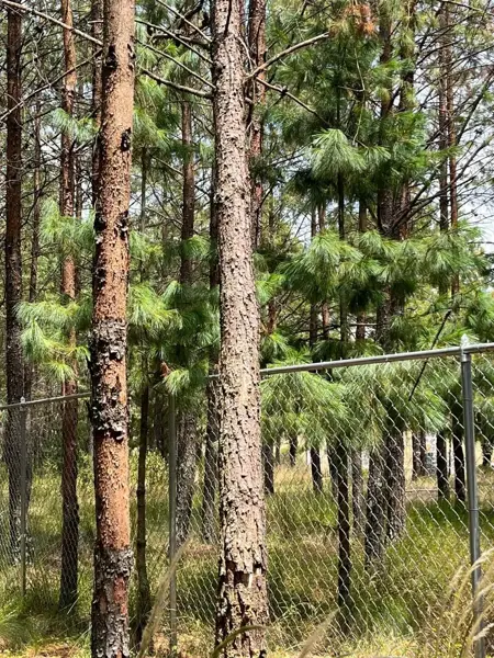 Terreno en venta en Chignahuapan, Chignahuapan — foto 3 de 20
